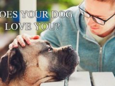 Does Your Dog Love You? Does Your Dog Love You-AffectionGuide