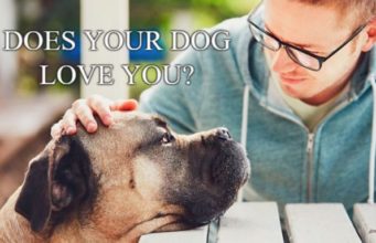 Does Your Dog Love You? Does Your Dog Love You-AffectionGuide
